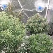 Green Poison & Red Gorilla Girl