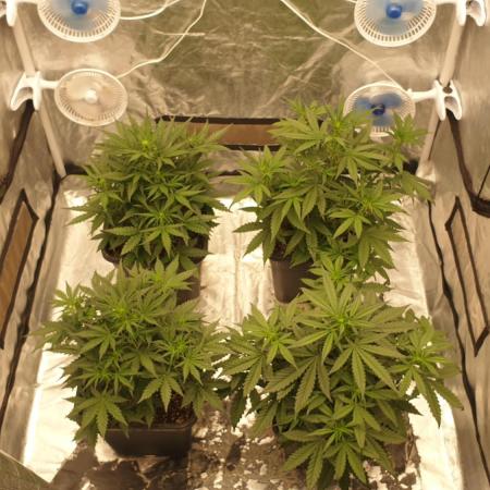 Jet Fuel Mandarine & Studio 54 Organic