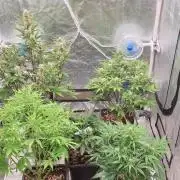 Green Poison & Red Gorilla Girl