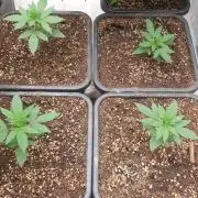 Lemonpaya Organic