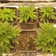 Green Poison & Red Gorilla Girl