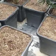 Lemonpaya Organic