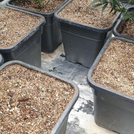 Lemonpaya Organic