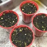 SweetSeeds Jealousy Z XL Auto