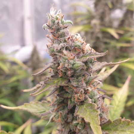 GreenPoisonRedGorillaGirl&GorillaCookies