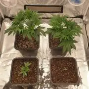 Tropicana Poison & Critical Auto Organic