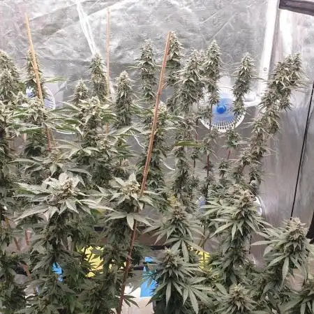 Sweet Seeds Mental Rainbow F1FV