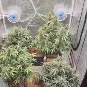Jet Fuel Mandarine & Studio 54 Organic