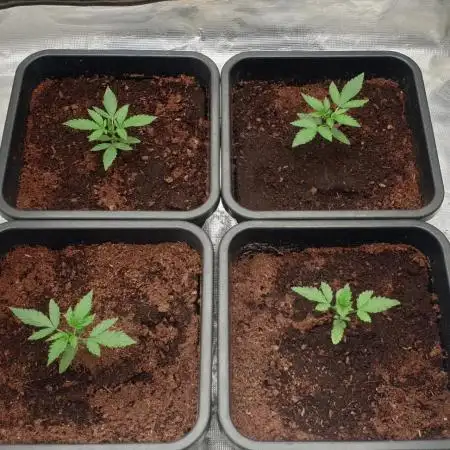 Sweet Seeds Mental Rainbow F1FV