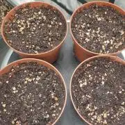 Sweet Seeds Tropicana Poison F1FV