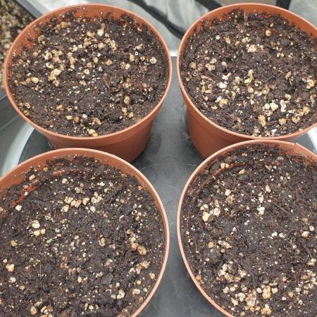 Sweet Seeds Tropicana Poison F1FV