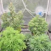 Green Poison & Red Gorilla Girl