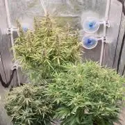 GreenPoisonRedGorillaGirl&GorillaCookies