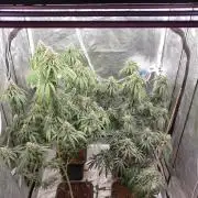 Lemonpaya Organic