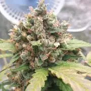 Jet Fuel Mandarine & Studio 54 Organic