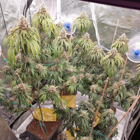 Lemonpaya Organic