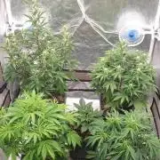 Green Poison & Red Gorilla Girl