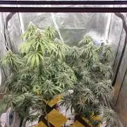 Lemonpaya Organic