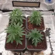 Lemonpaya Organic