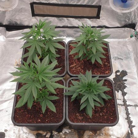 Lemonpaya Organic