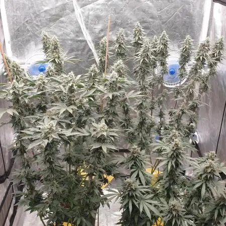 Sweet Seeds Mental Rainbow F1FV