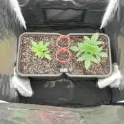 Tropicana Poison & Critical Auto Organic