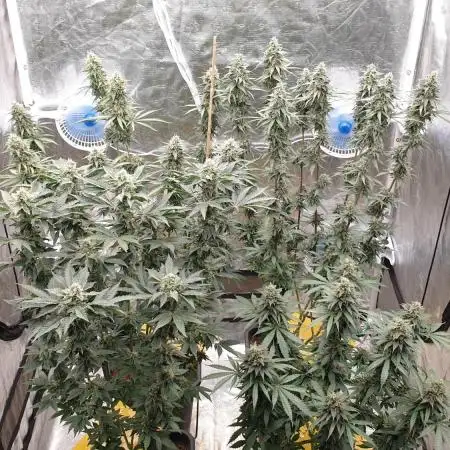 Sweet Seeds Mental Rainbow F1FV