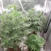 Lemonpaya Organic