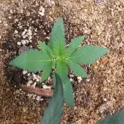 Lemonpaya Organic