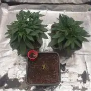Tropicana Poison & Critical Auto Organic