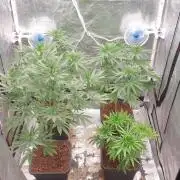 Lemonpaya Organic