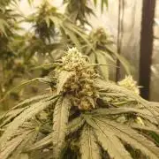 Lemonpaya Organic