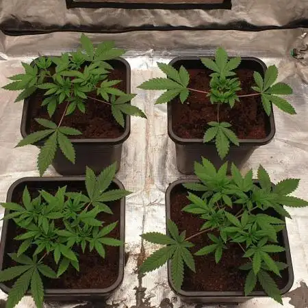 Sweet Seeds Mental Rainbow F1FV