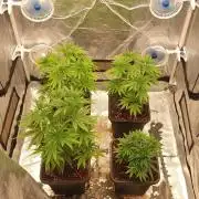 Lemonpaya Organic