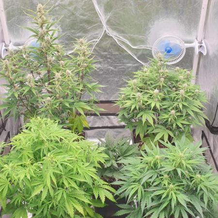 Green Poison & Red Gorilla Girl