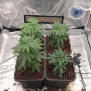 Lemonpaya Organic