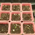 Green Poison & Red Gorilla Girl