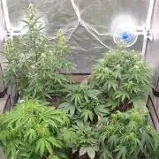 Green Poison & Red Gorilla Girl