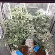 Lemonpaya Organic