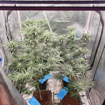 Lemonpaya Organic