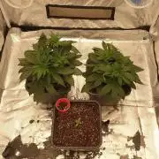 Tropicana Poison & Critical Auto Organic