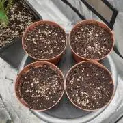 Sweet Seeds Tropicana Poison F1FV