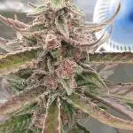 Red Gorilla Girl XL Auto