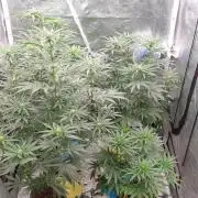 Lemonpaya Organic