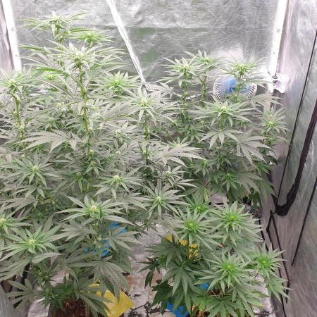 Lemonpaya Organic