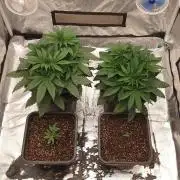 Tropicana Poison & Critical Auto Organic