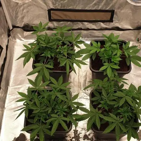 Sweet Seeds Mental Rainbow F1FV