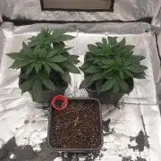 Tropicana Poison & Critical Auto Organic