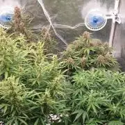 GreenPoisonRedGorillaGirl&GorillaCookies