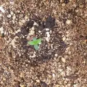 Lemonpaya Organic